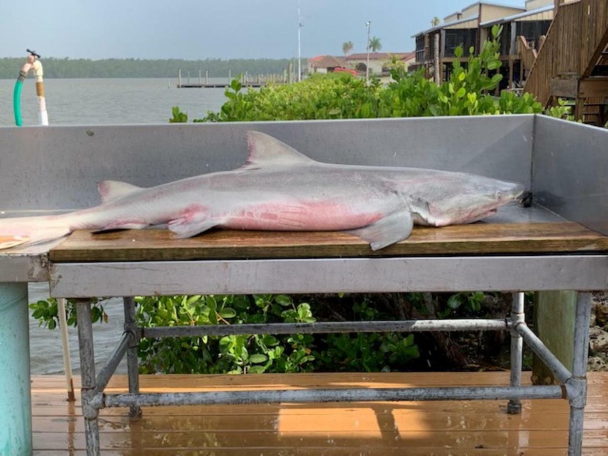 River Wilderness Waterfront Cabins Everglades City Bagian luar foto